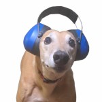 Dog wearing earmuffs